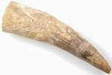 Bargain, 3.57" Real Spinosaurus Tooth - Composite Tooth - #198939-1